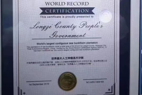 配资好评配资门户 辉煌60载 魅力新西藏丨从“黄沙窝”到“绿长城” 世界最大人工沙棘林在雪域高原上书写生态奇迹